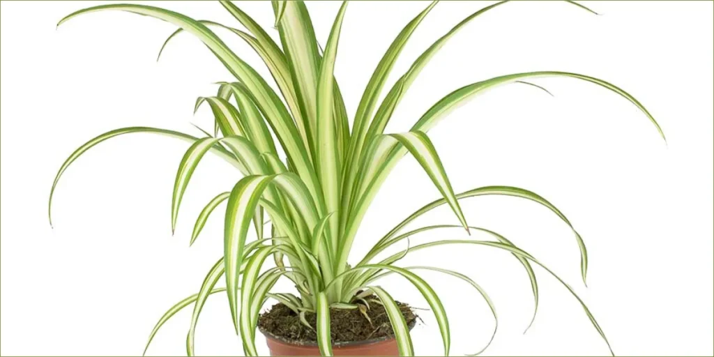 spider plant C. comosum 'Vittatum'