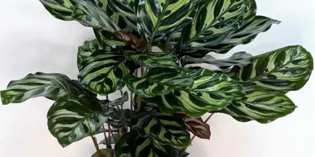 Calathea Prayer Plant