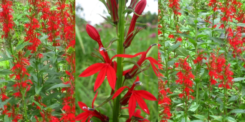 Cardinal Flowers