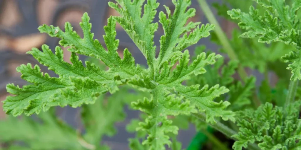 citronella which plant repel wasps, bees, hornets