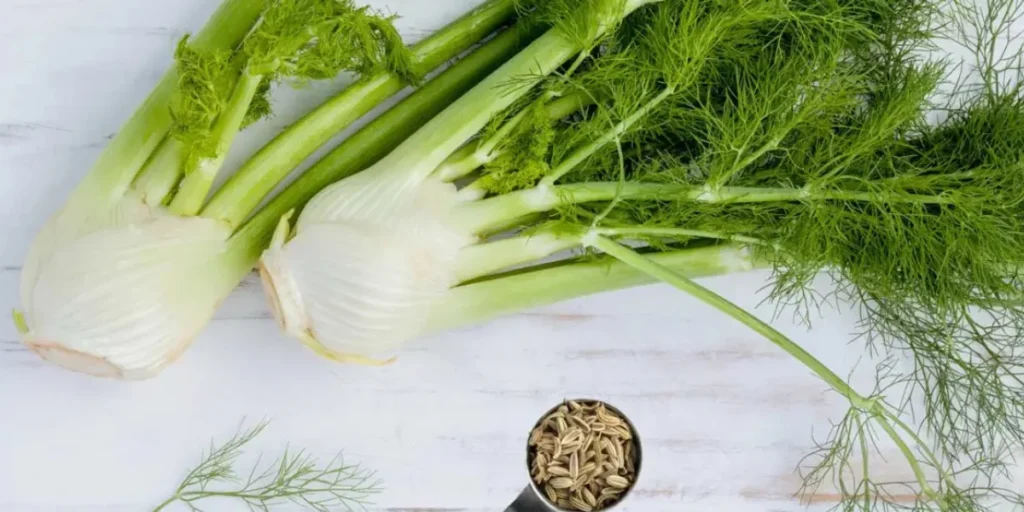 Fennel