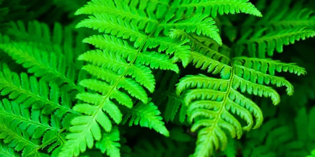 Ferns