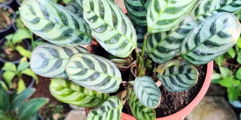 Fishbone Prayer Plant