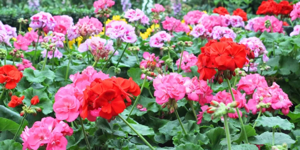 Geranium plant repel wasps and bees