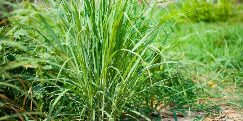 Lemon Grass