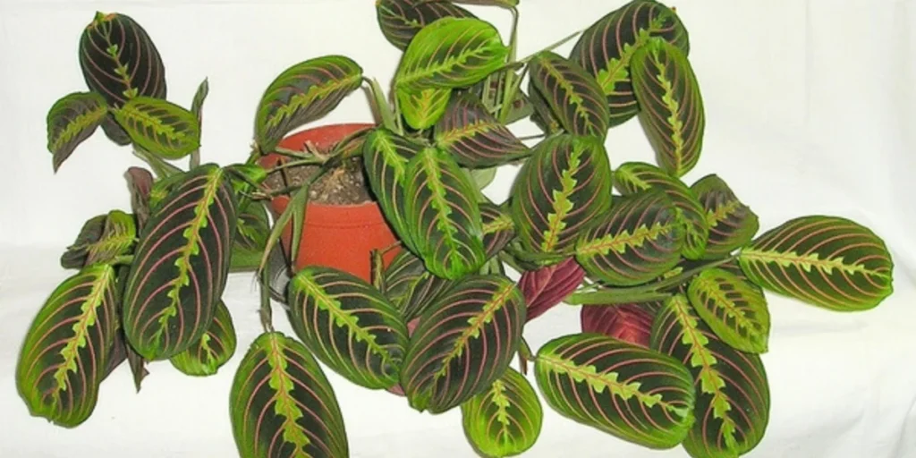 Maranta Green Prayer Plant