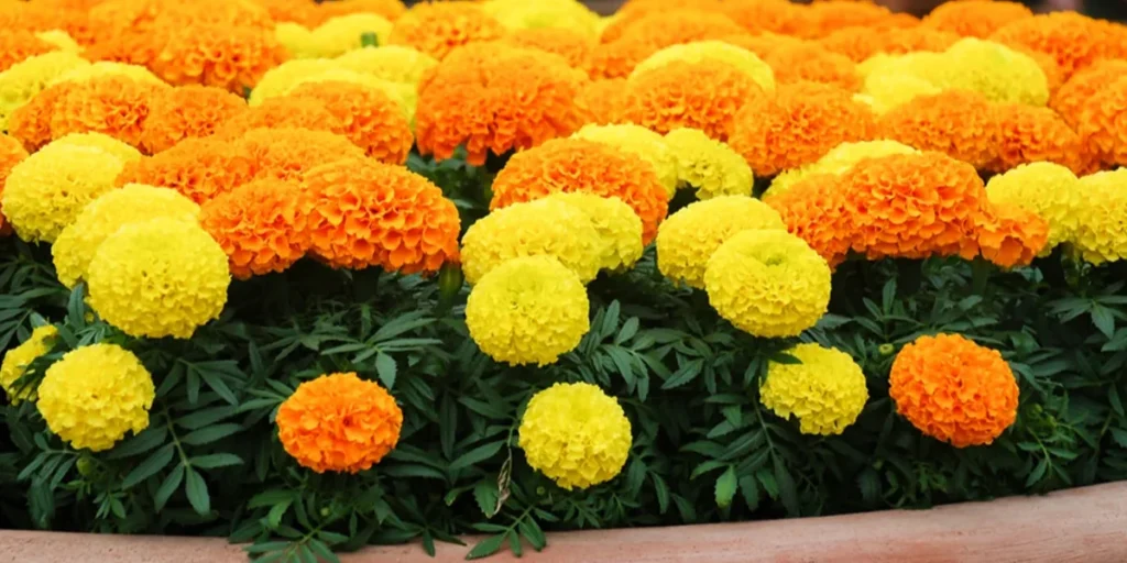 Marigold flower plant