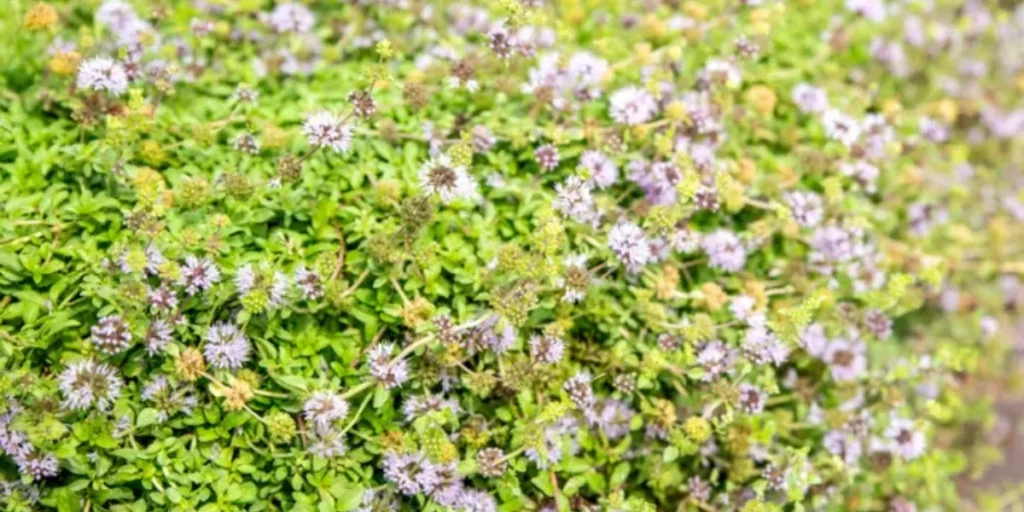 Pennyroyal plant that repel wasps and mosquitoes