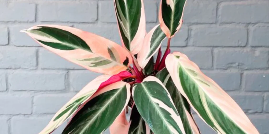 Pink Prayer Plant