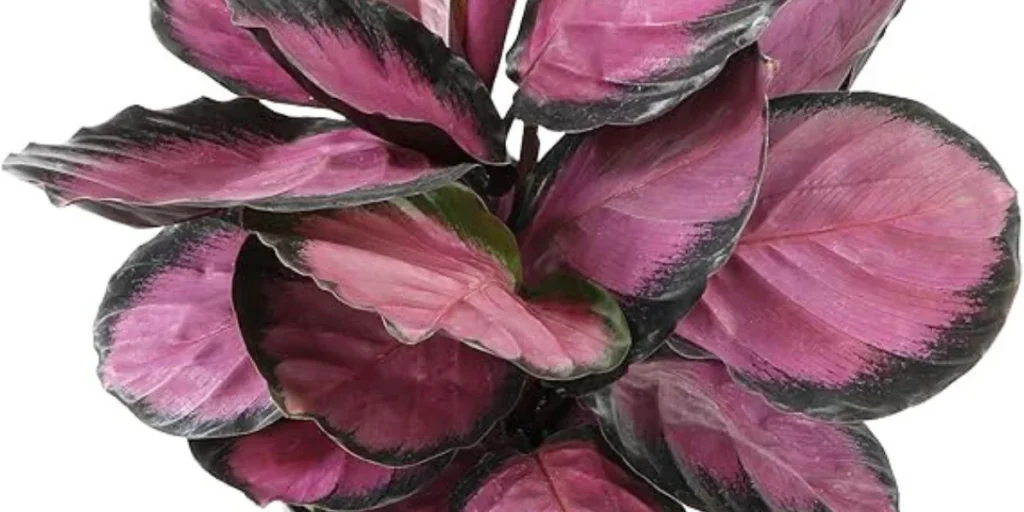 Purple Prayer Plant