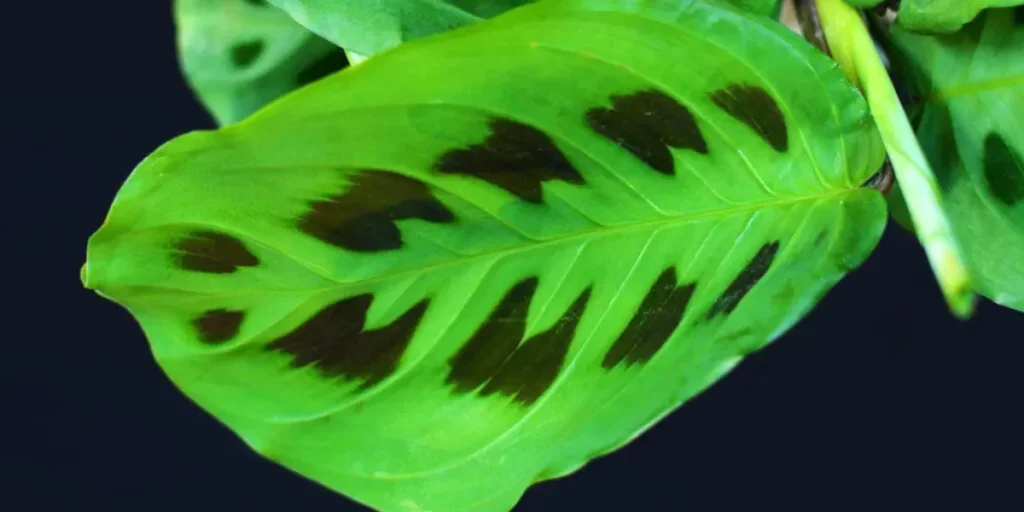 Rabbit Foot Prayer Plant