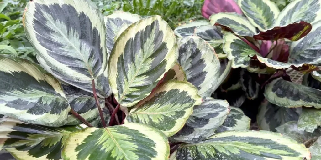 calathea prayer plant