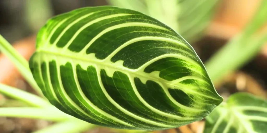 prayer plant