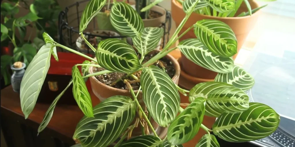 Maranta leuconeura