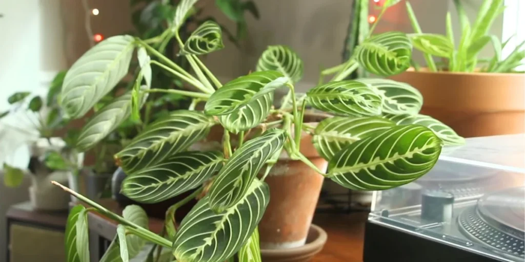 prayer plants