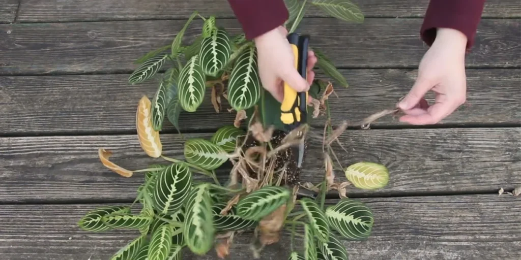 pruning prayer plant