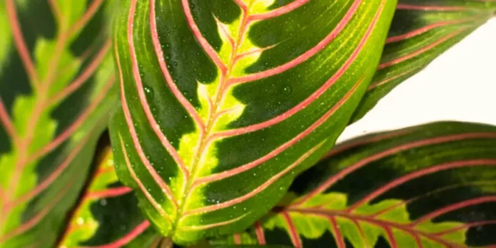 Maranta Leuconeura Red Prayer Plant