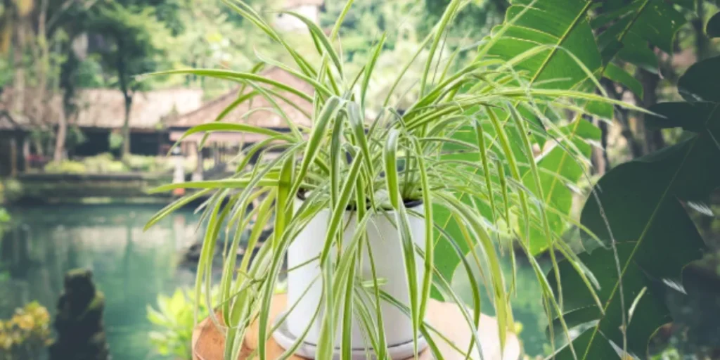 spider plant