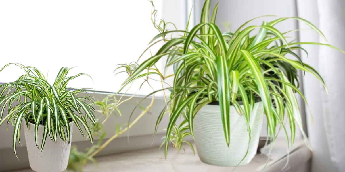 spider plant