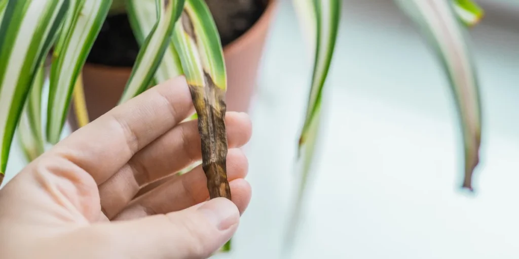 spider plants 1