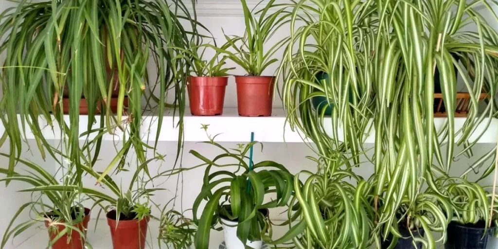 spider plants