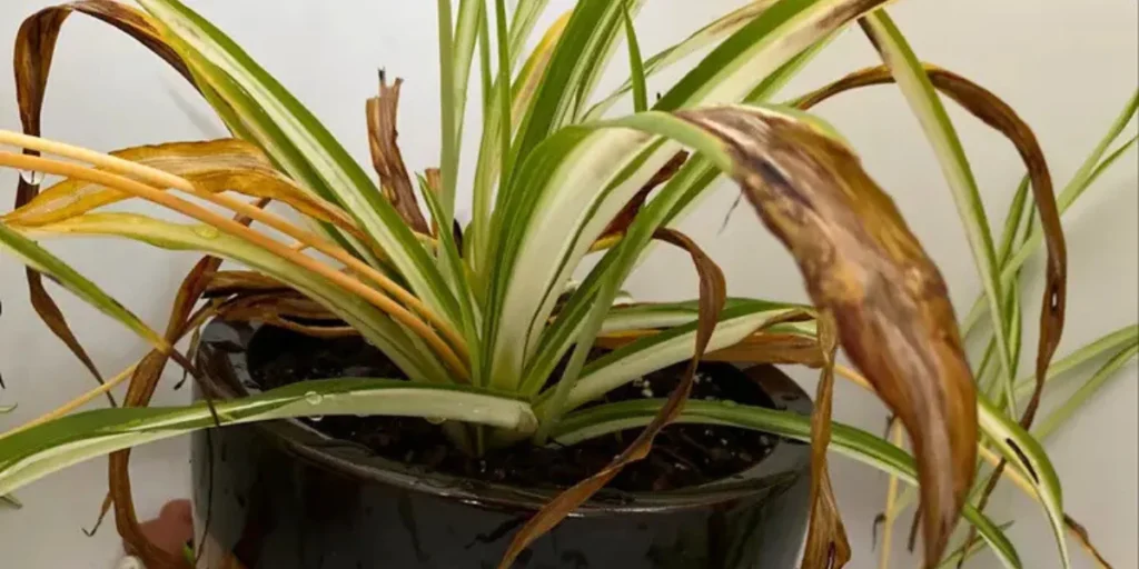 spider plants 3