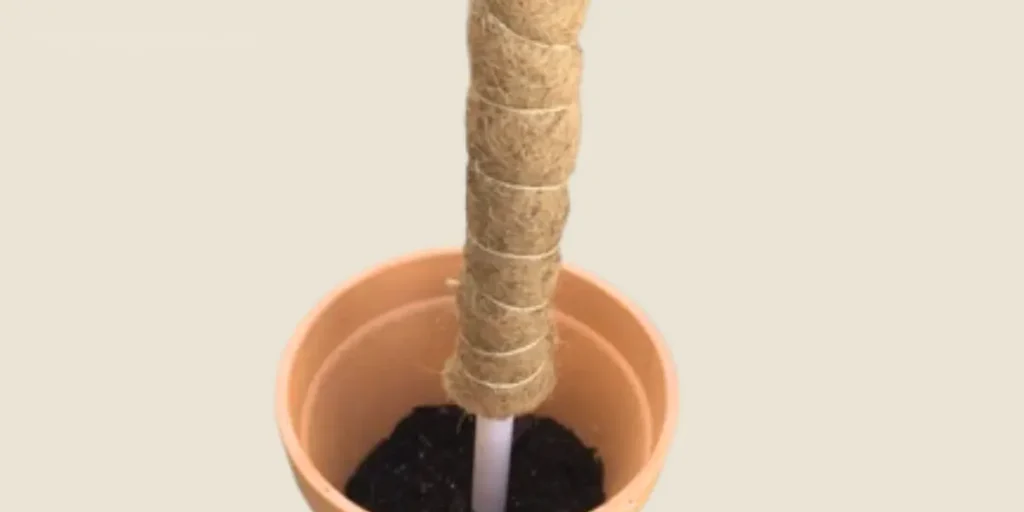 DIY Moss Pole: The Ultimate Guide for Garden and Plant Lovers 6 Anchor in Pot