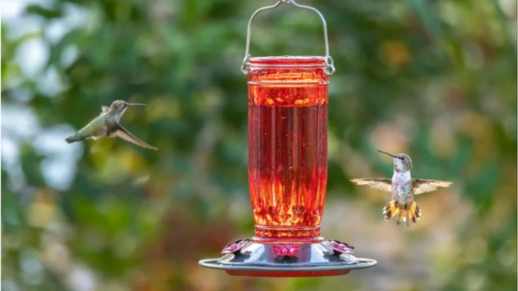 How to Choose the Right Hummingbird Feeder for Your Garden 2 Untitled design 6