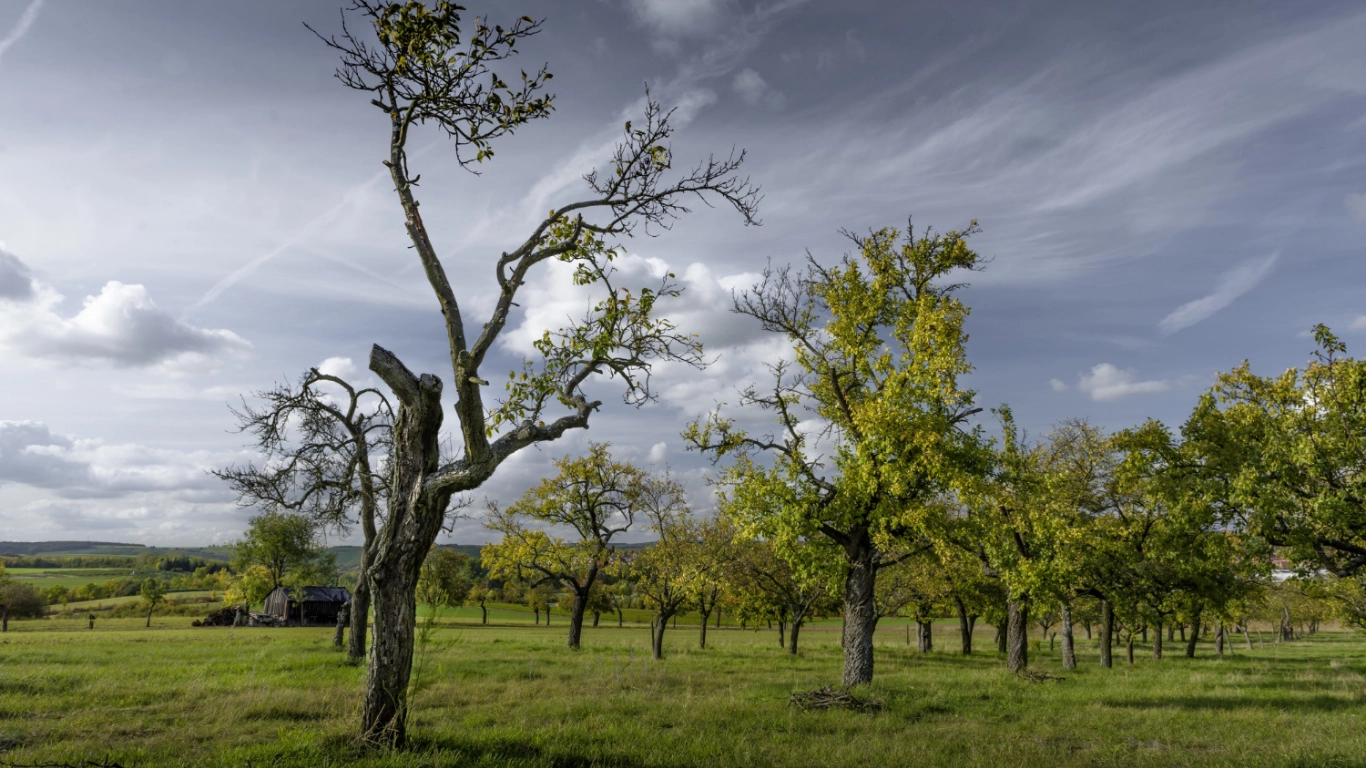 Preventing Storm Damage: Protecting Both Your Trees and Your Garden