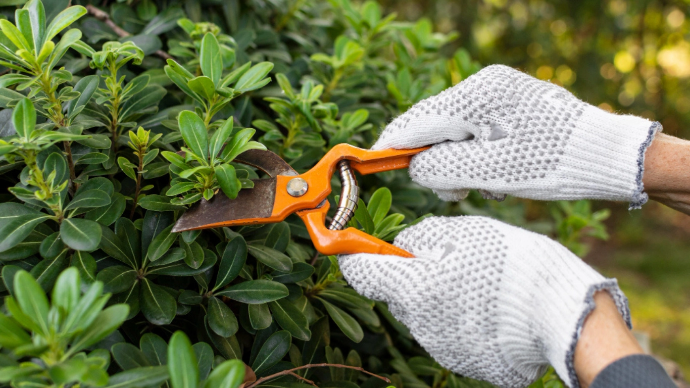 Regular Tree Maintenance