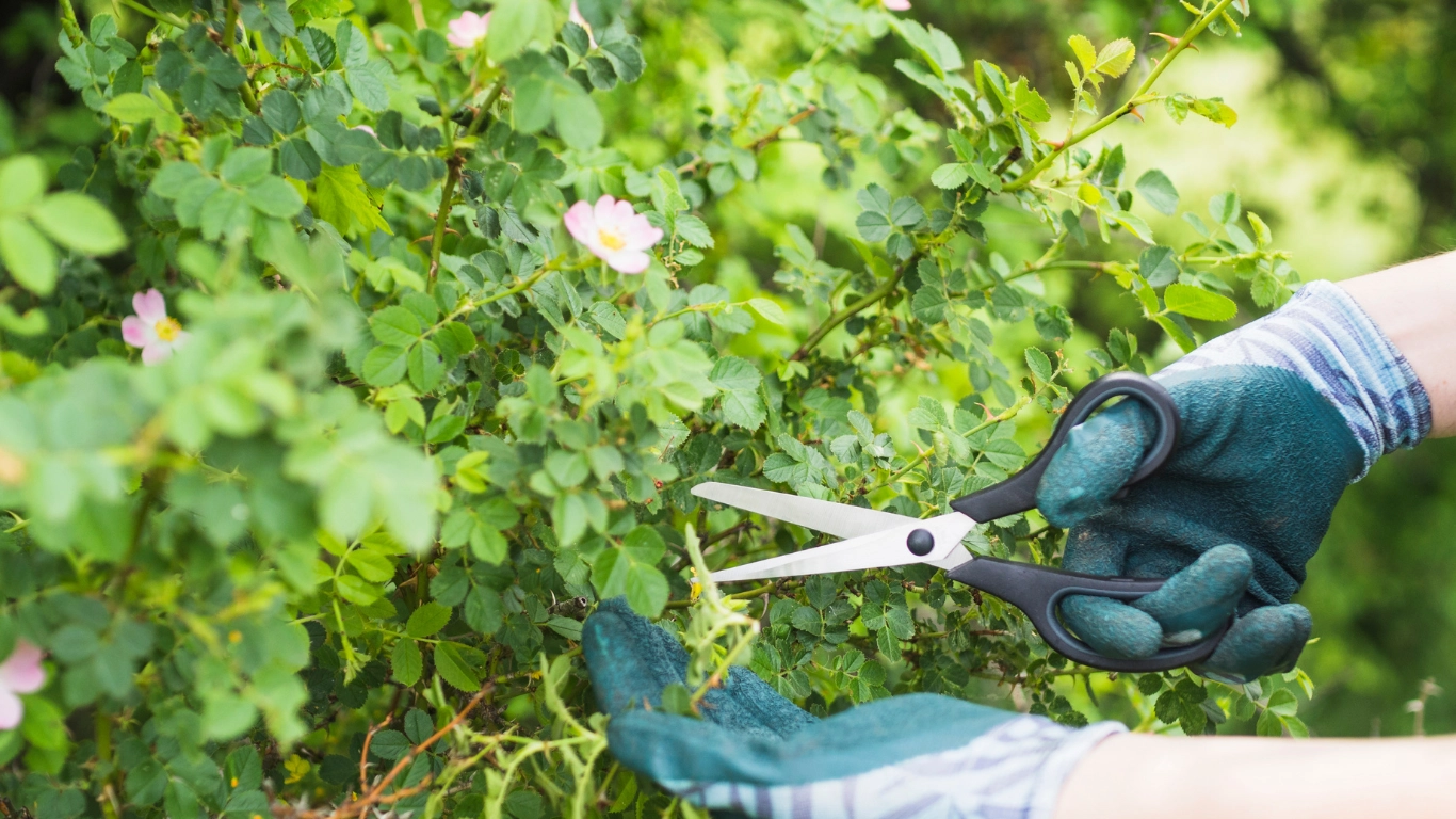 Blog 5 Trees and Shrubs Care