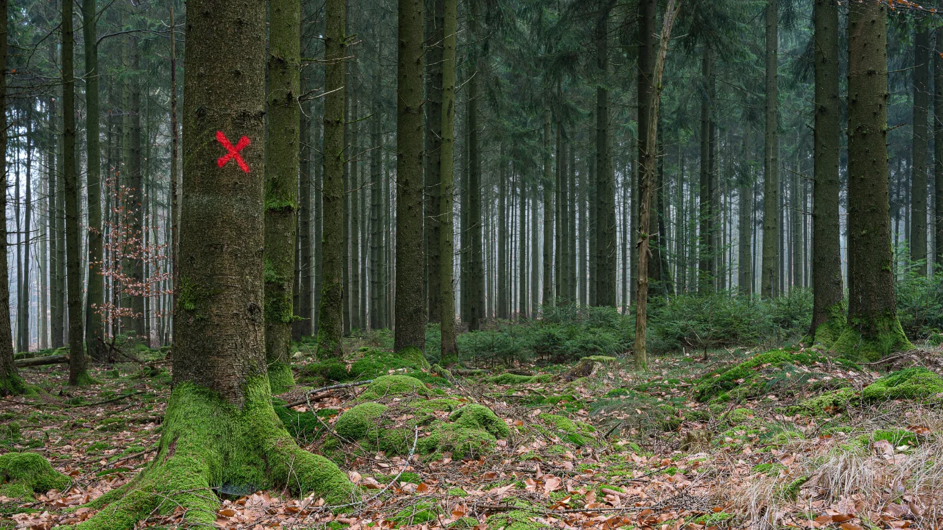 Dangers of Overgrown Trees