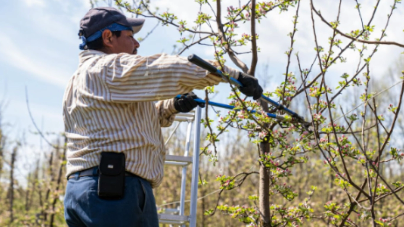 tree cutting services