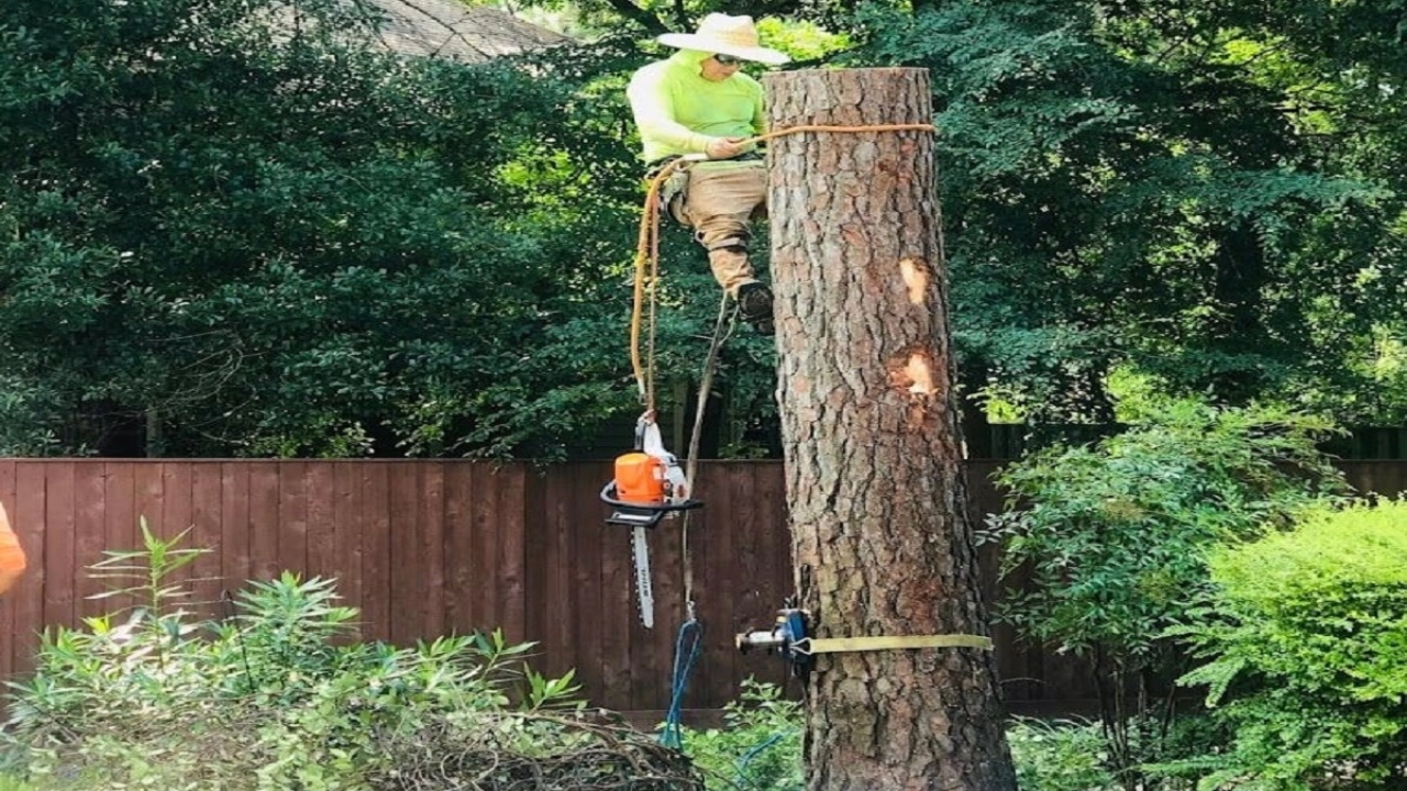 Best Time to Trim Trees in Houston