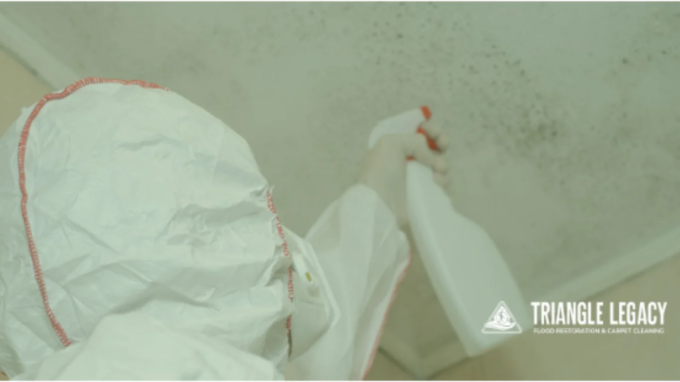 Blog 12 mold remediation near me