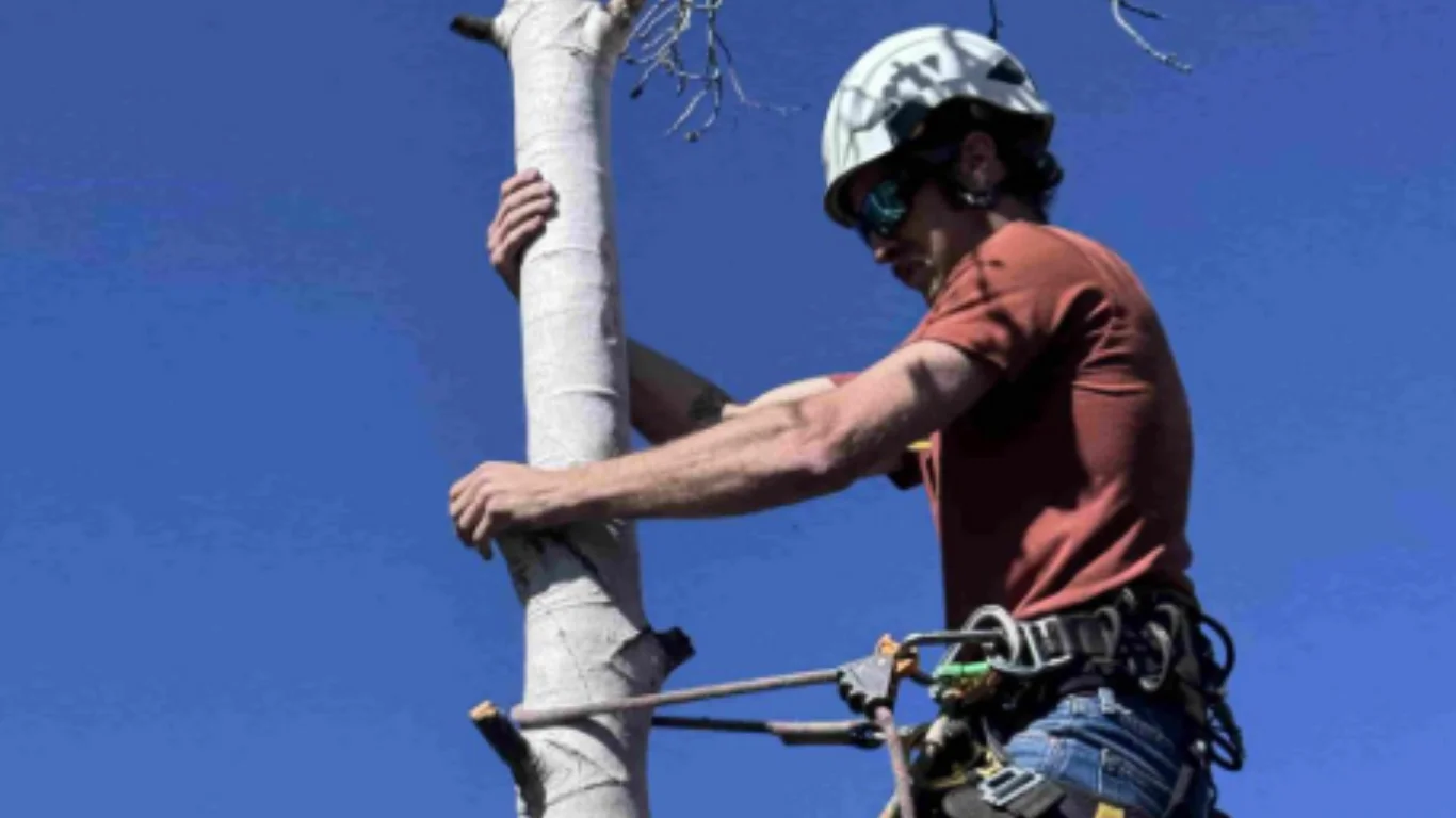Guide to Tree Work Permits