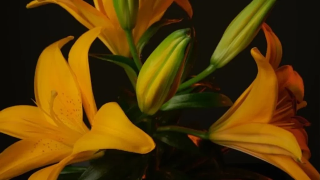 Guide to Home and Garden Maintenance