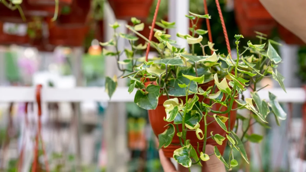 How to Propagate Pothos