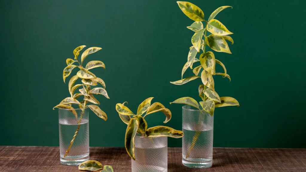 How to Propagate Pothos