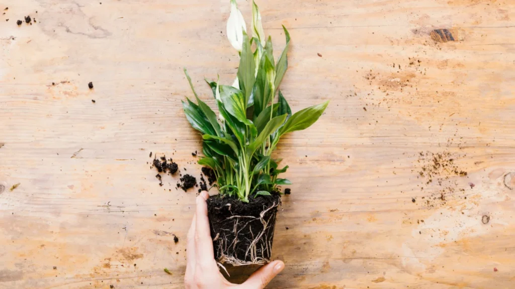 How to Propagate Pothos