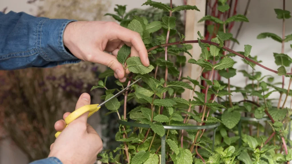 How to Propagate Pothos