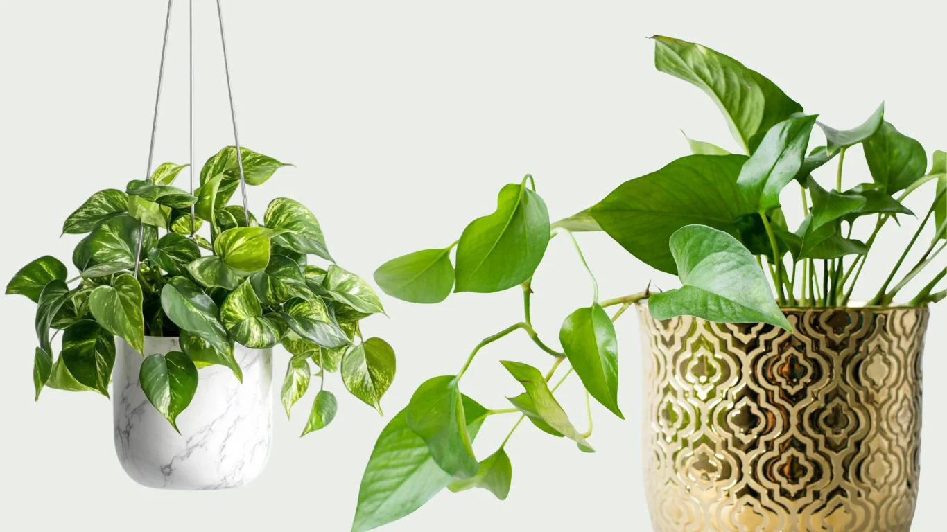 How to Propagate Pothos