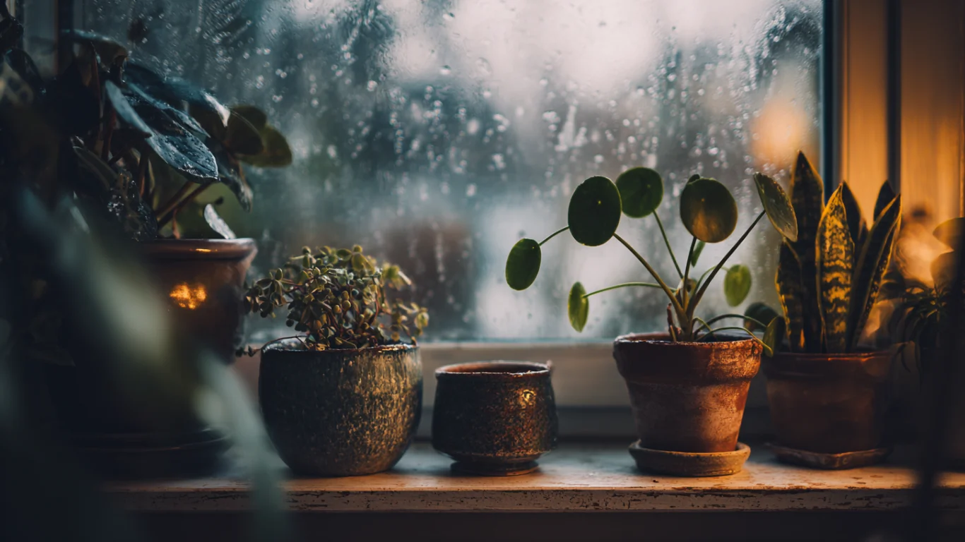 Plants Struggle in Winter