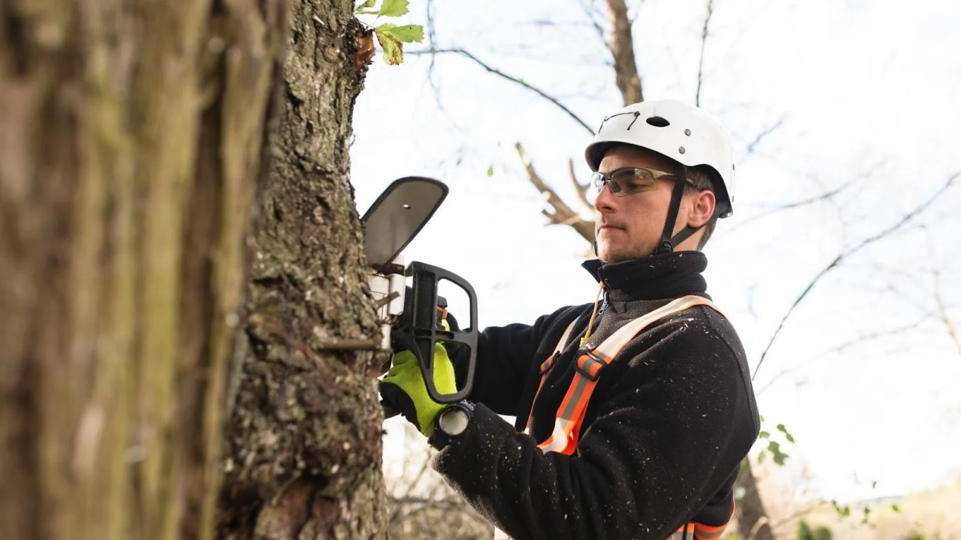 Professional Tree Care Services for Safe