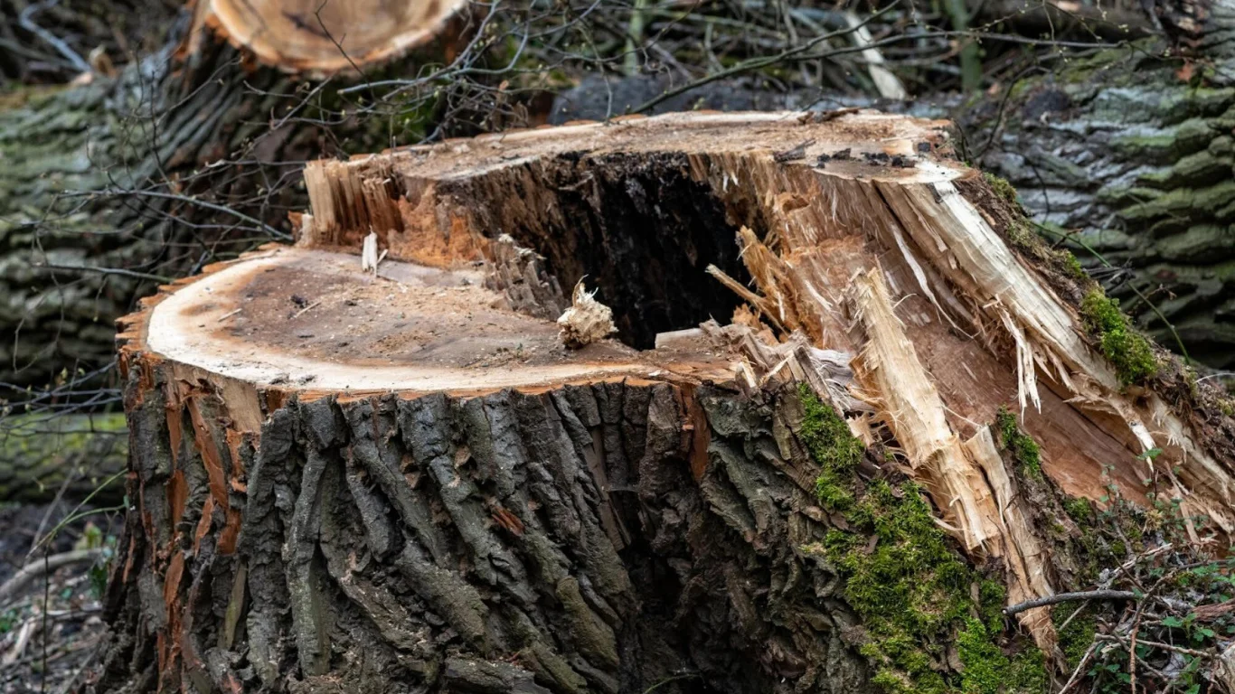 Role of Stump Grinding