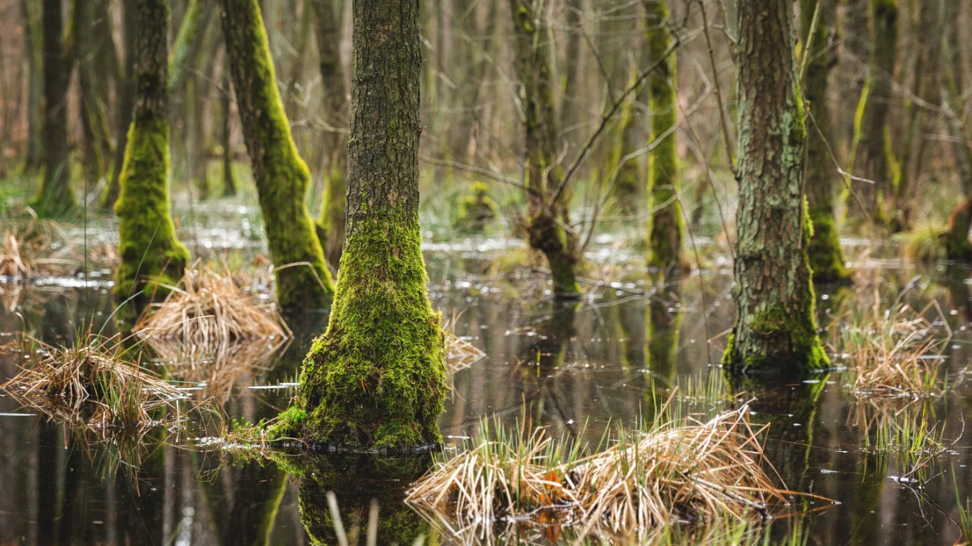 Wetland Plants