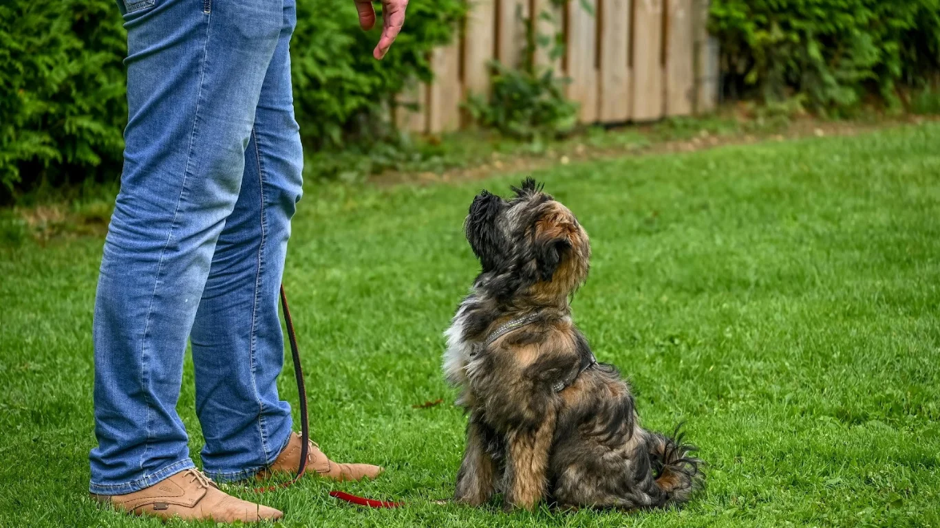 Best Living Situations for Dog Owners