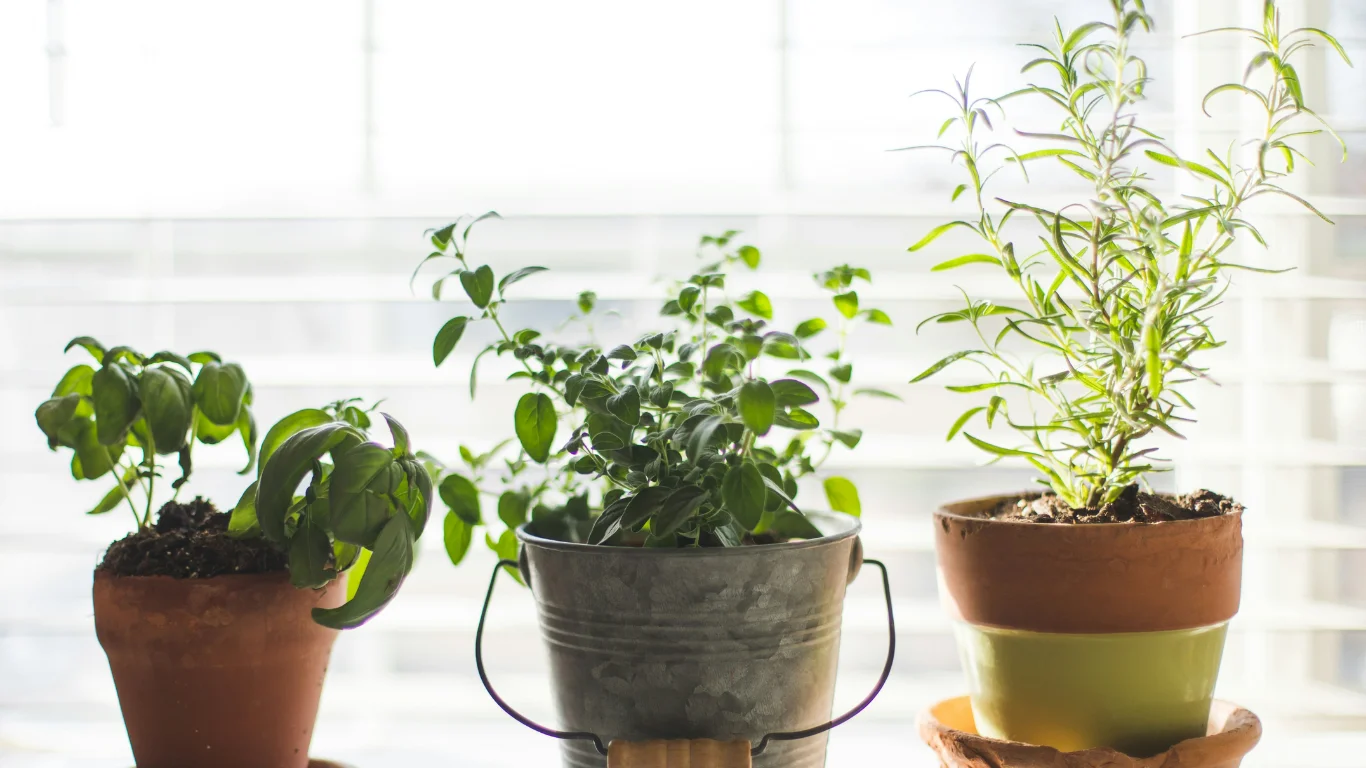 Short Growing Cycles