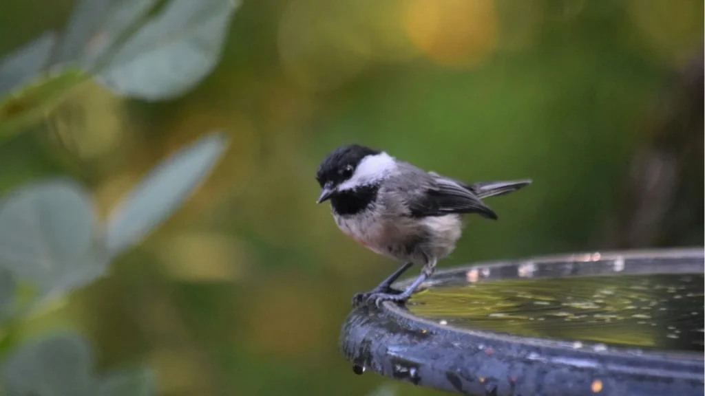 Wildlife-Friendly Garden