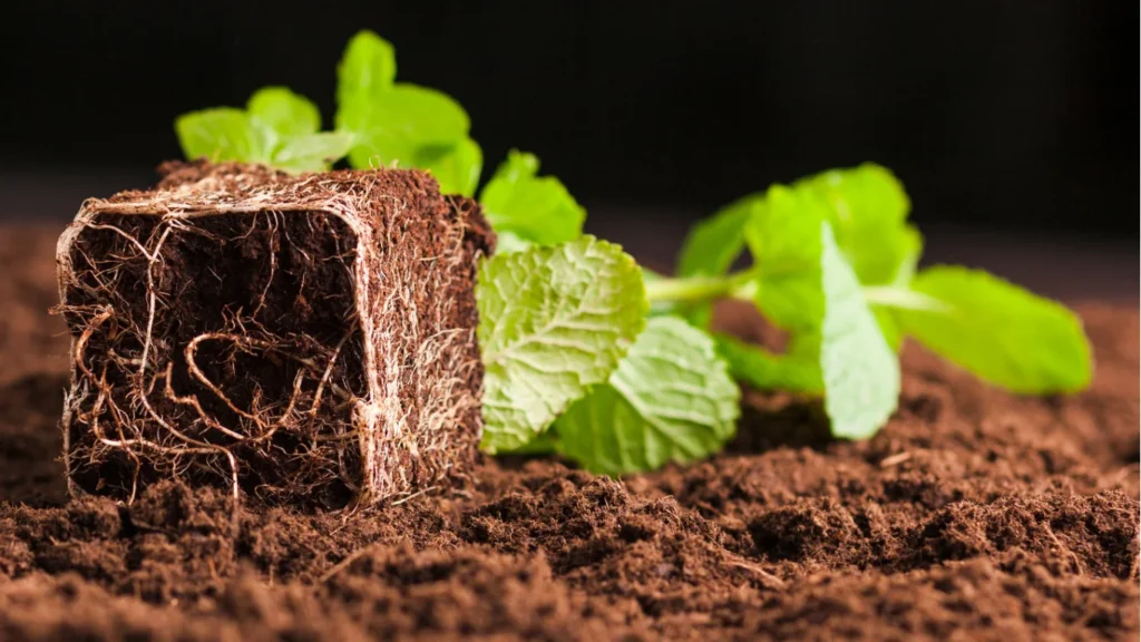 How to Winterize Garden